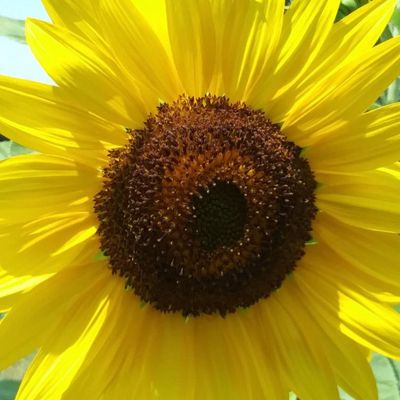 Meet your Posher, Michele - Picture 1 of 1